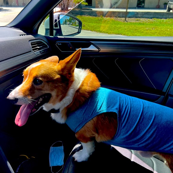 Meet your Posher, Bryan,Giovanni, and Castiel ❤️ - Picture 3 of 5